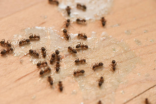 Best Pest Prevention Services  in Oyster Bay Cove, NY
